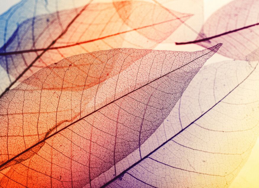 Limpid Leaf Mural