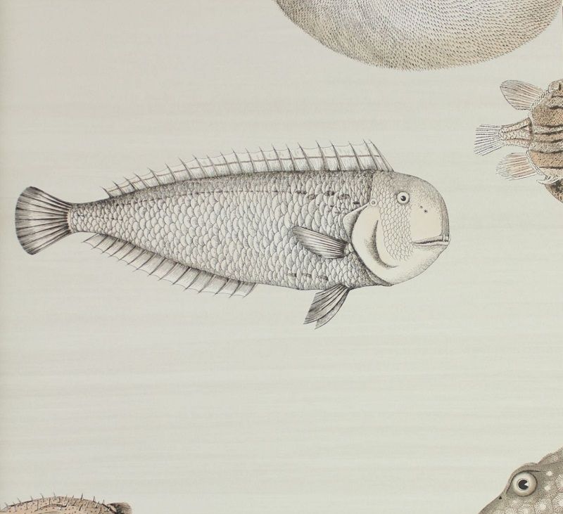 Beige - Acquario