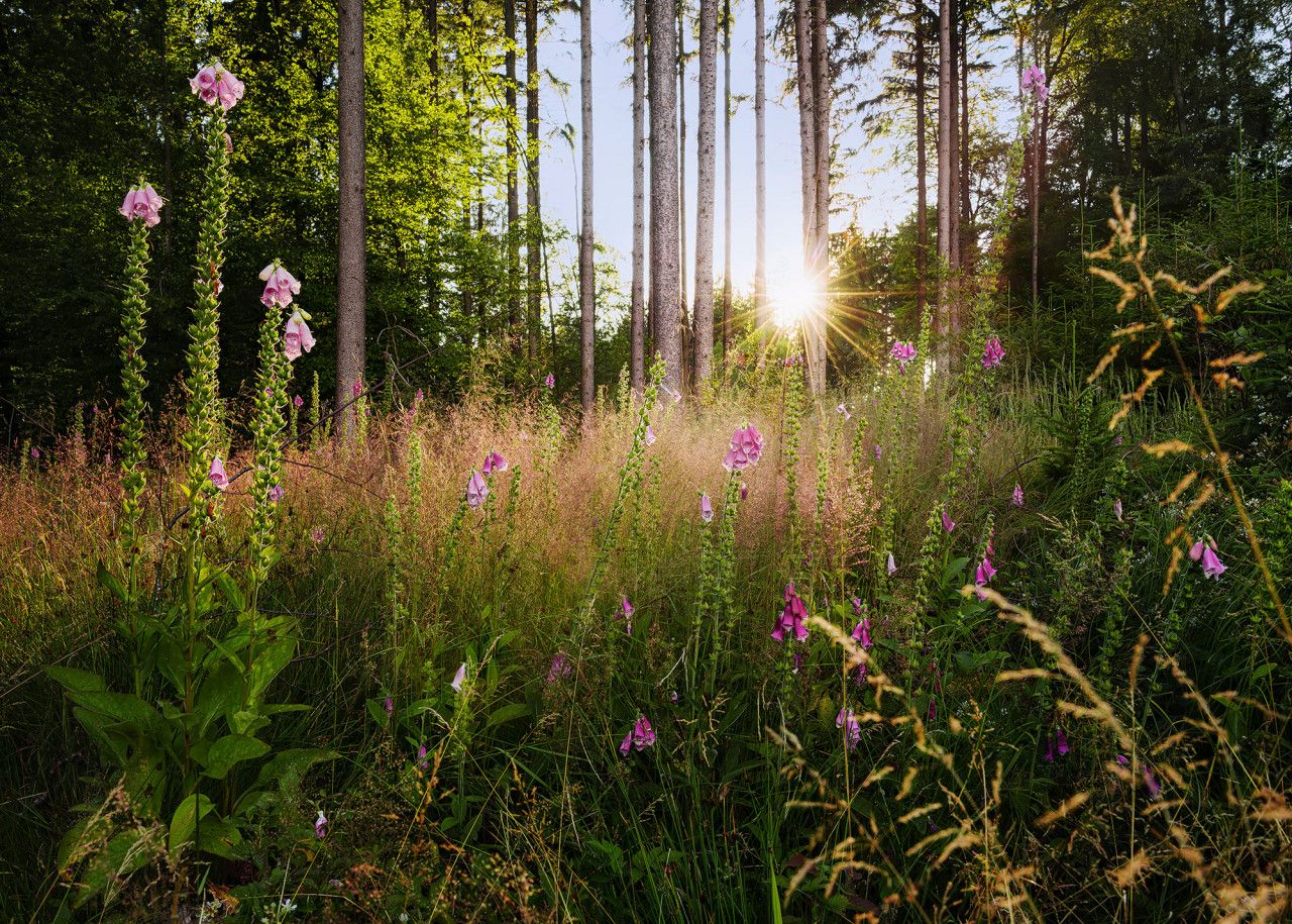 Summer Glade Mural
