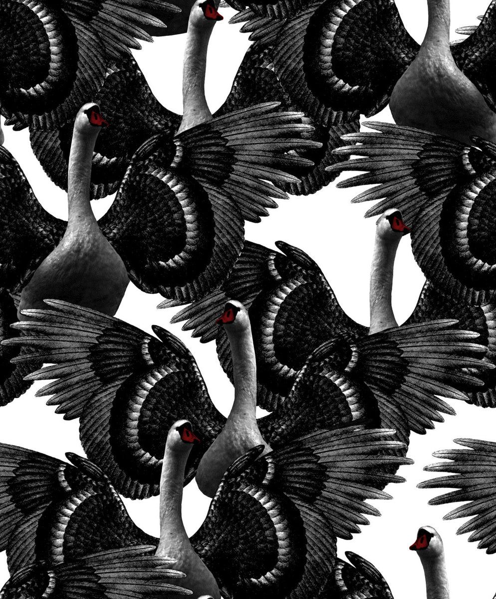 Grey - Swan's Lake