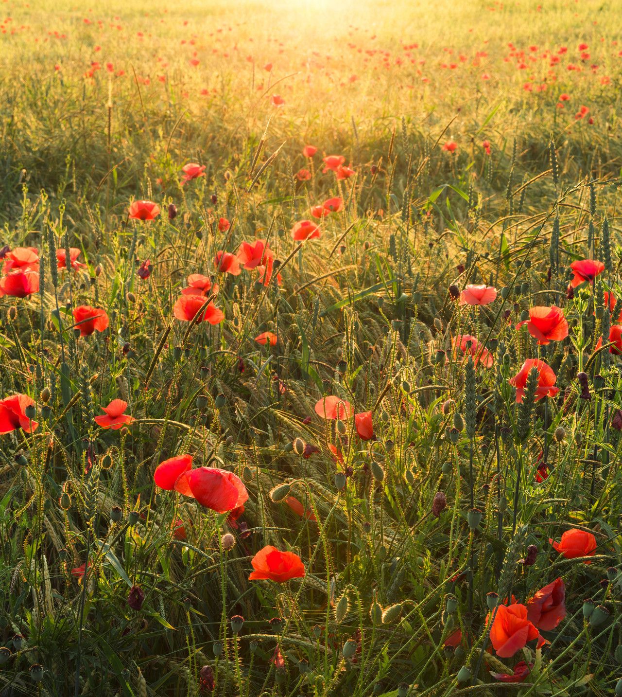 Poppy World Mural