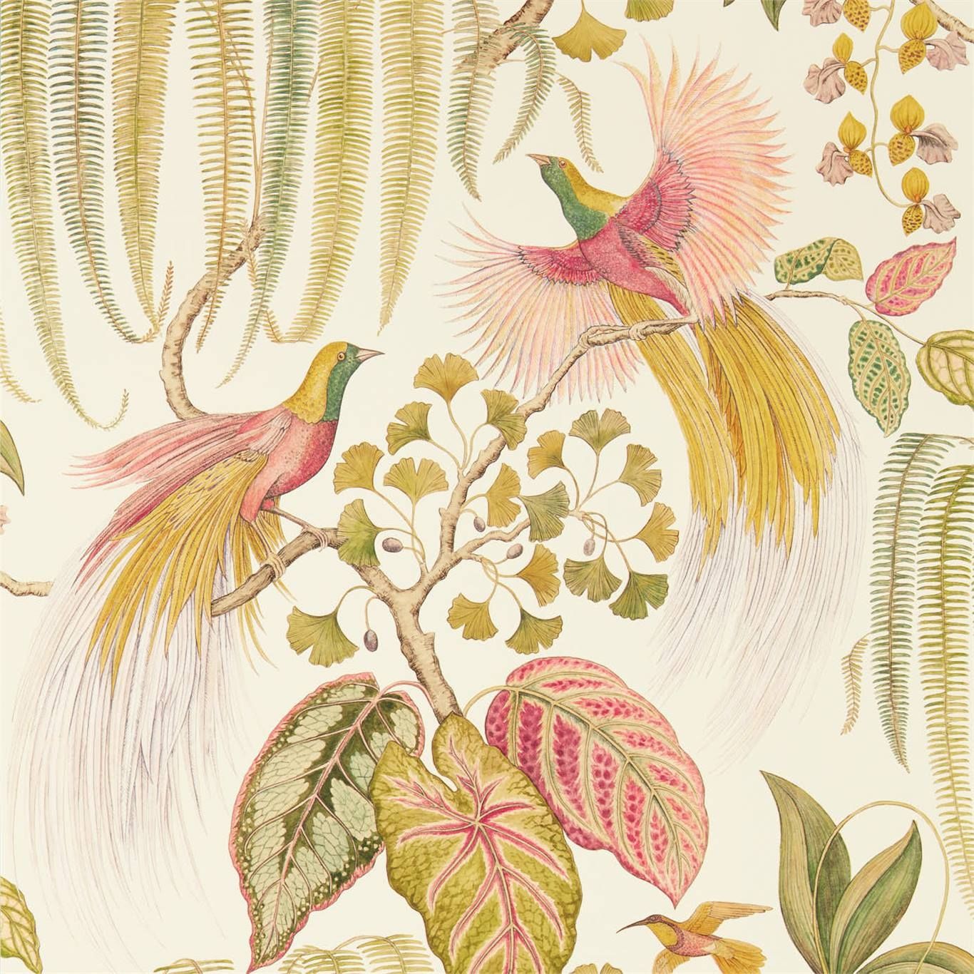 Olive - Bird of Paradise