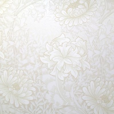 Cream - Chrysanthemum