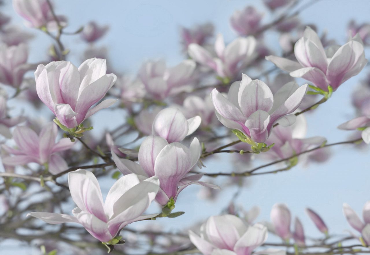 Magnolia Mural