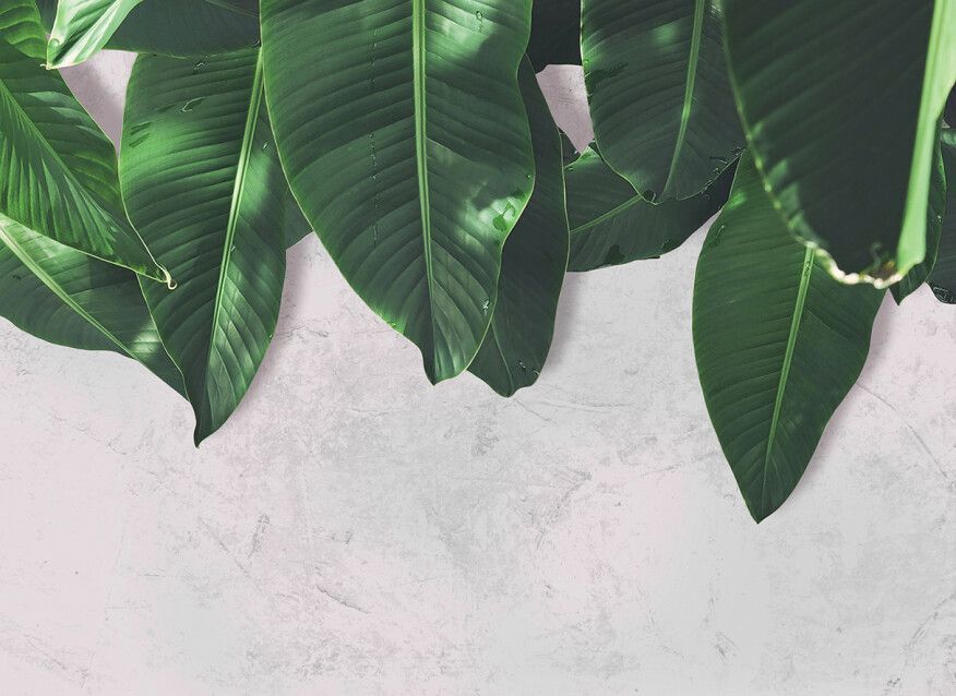 Leaf Wall Mural - Grey