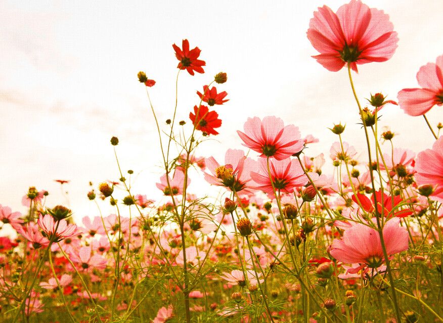 Flower Meadow Mural