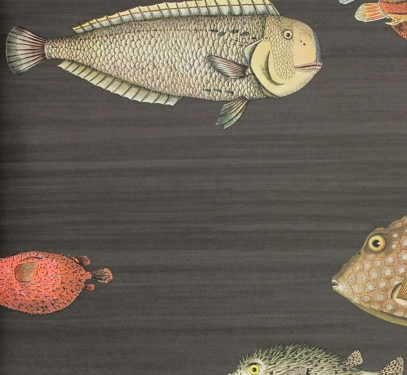 Charcoal - Acquario