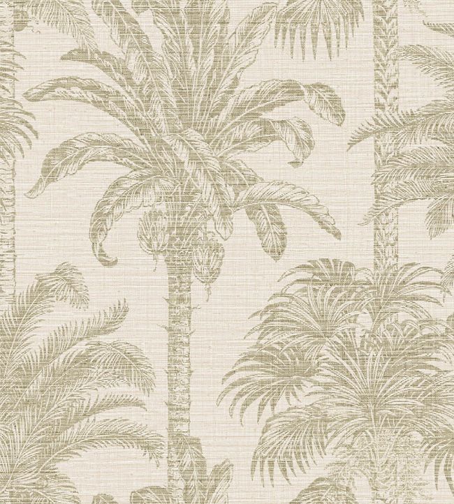 Olive - Amazzonia