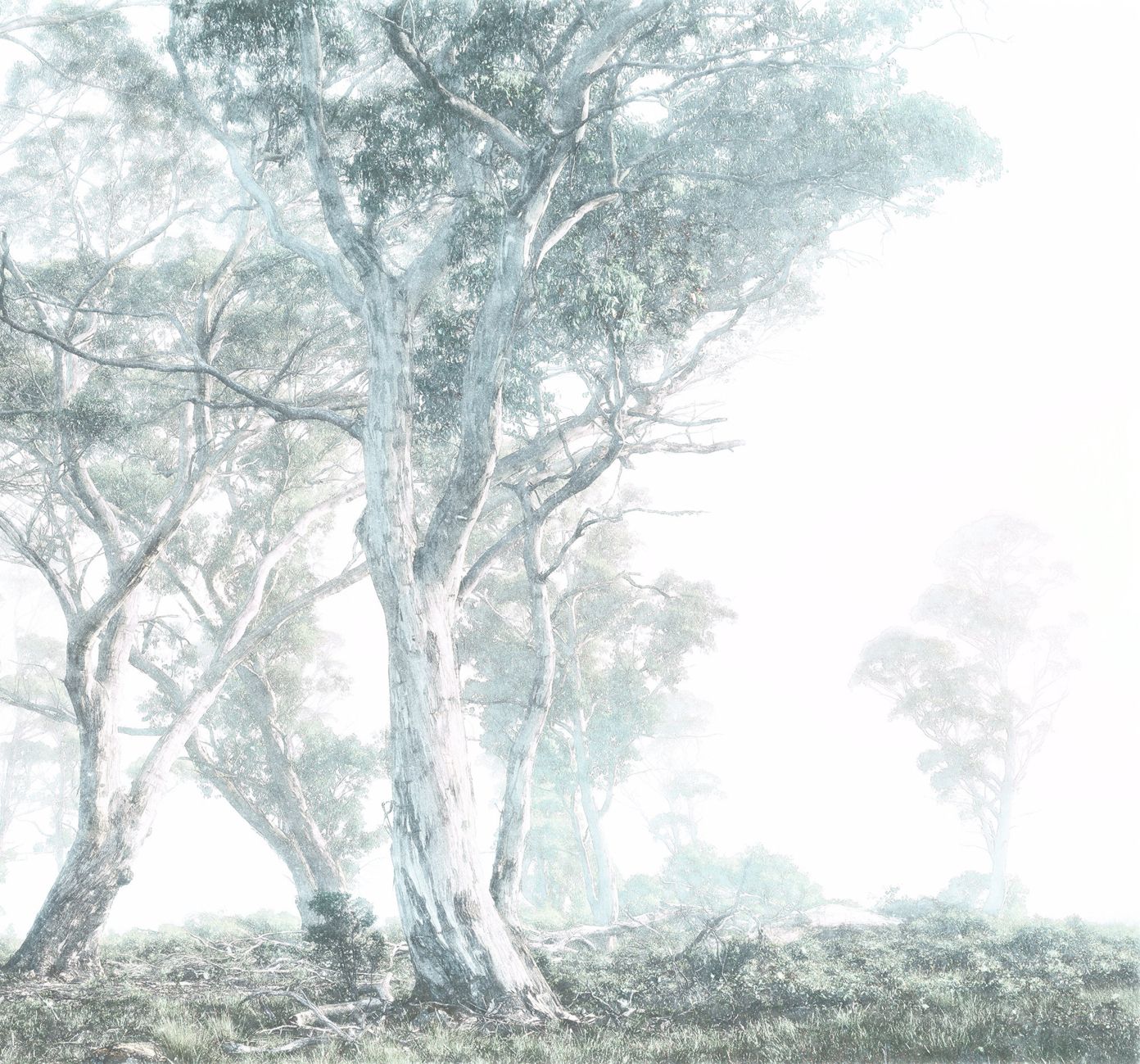 Magic Trees Mural