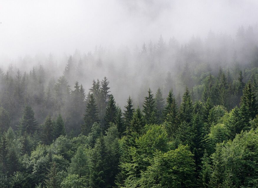 Foggy Fir Trees Mural