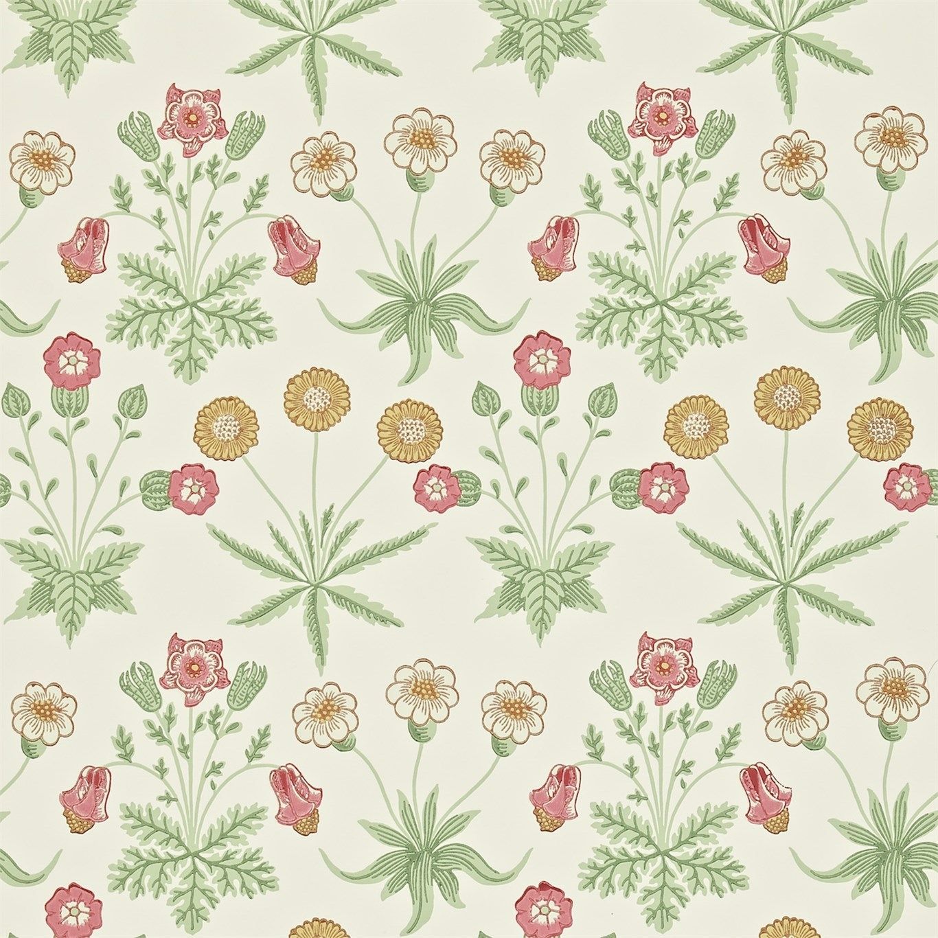 Olive - Morris Daisy