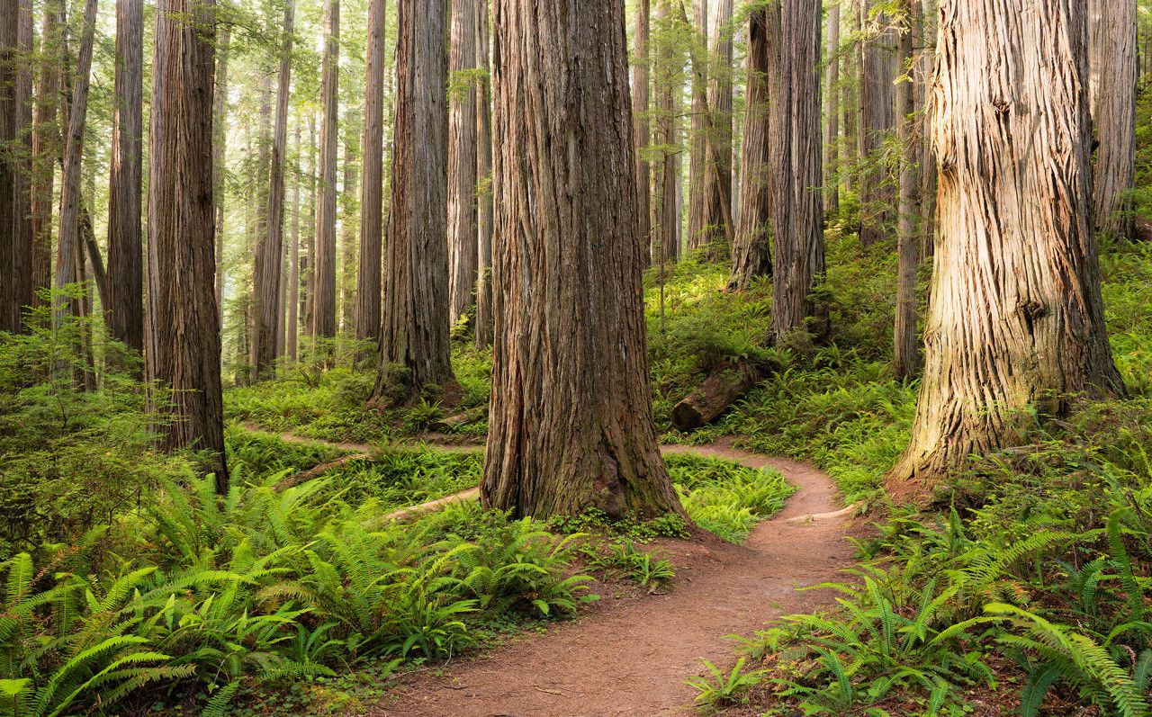 Redwood Trail Mural