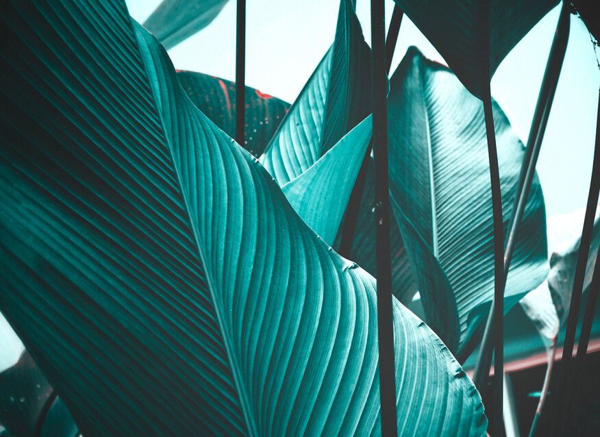 Leaf Stalks Mural