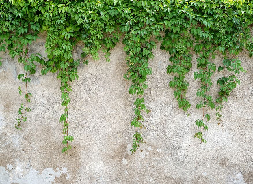 Hanging Leaves Mural