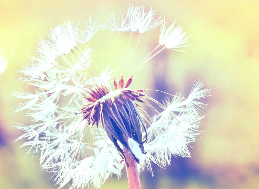 Dandelion Mural