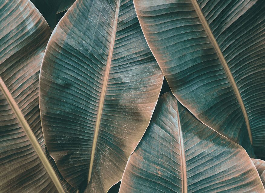 Banana Leaves Mural