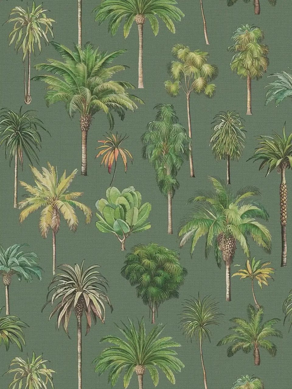 Olive - Palm Cove
