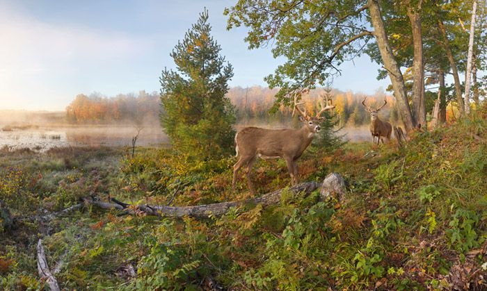 Whitetails on the Move