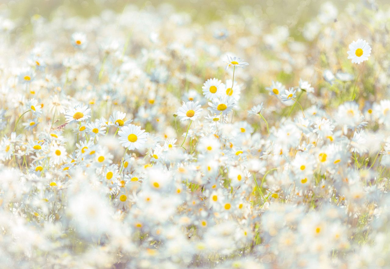 Daisies Mural