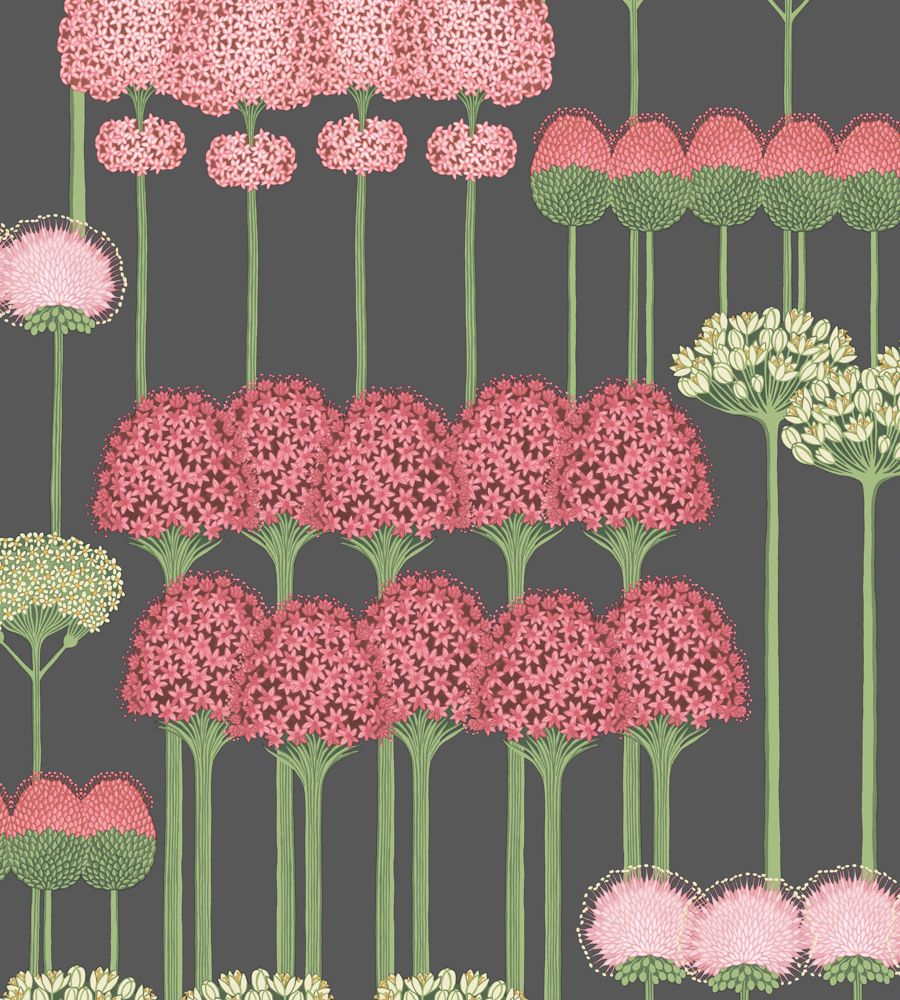 Coral - Allium