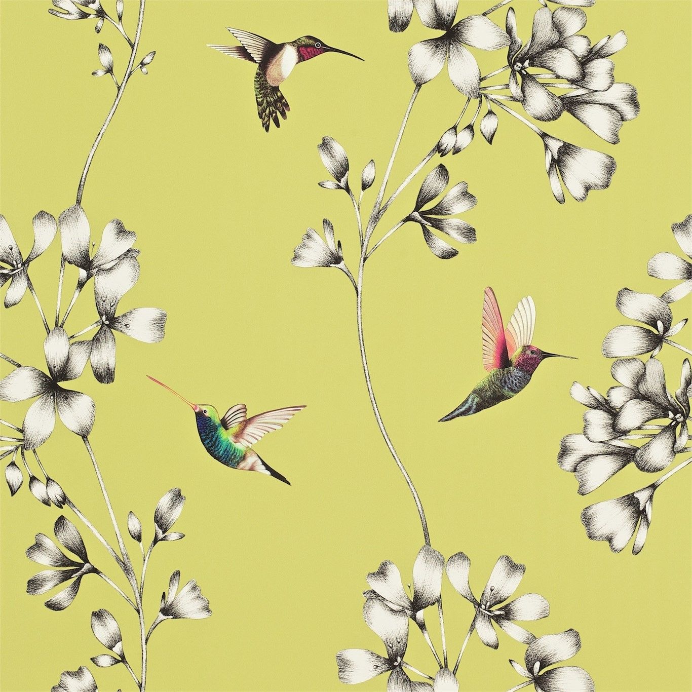Lime - Amazilia