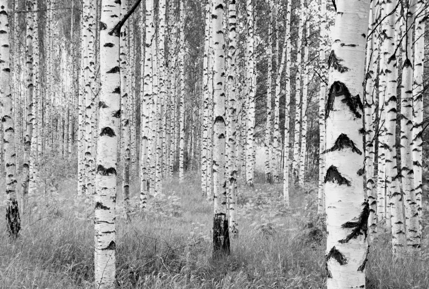 Woods Mural