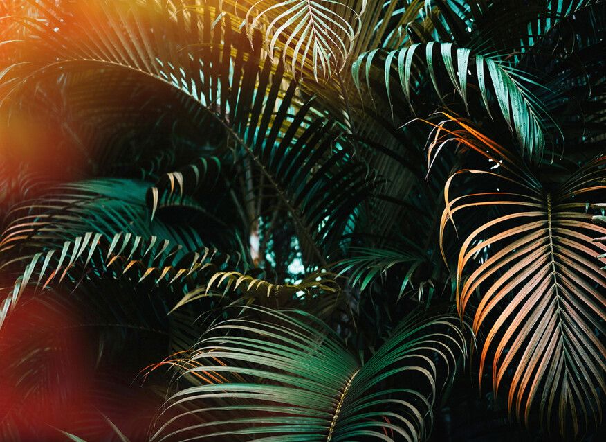 Jungle Colour Mural