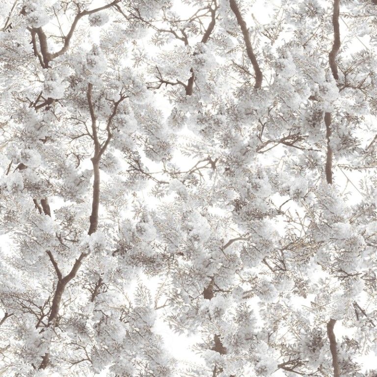 Grey - Tree Canopy