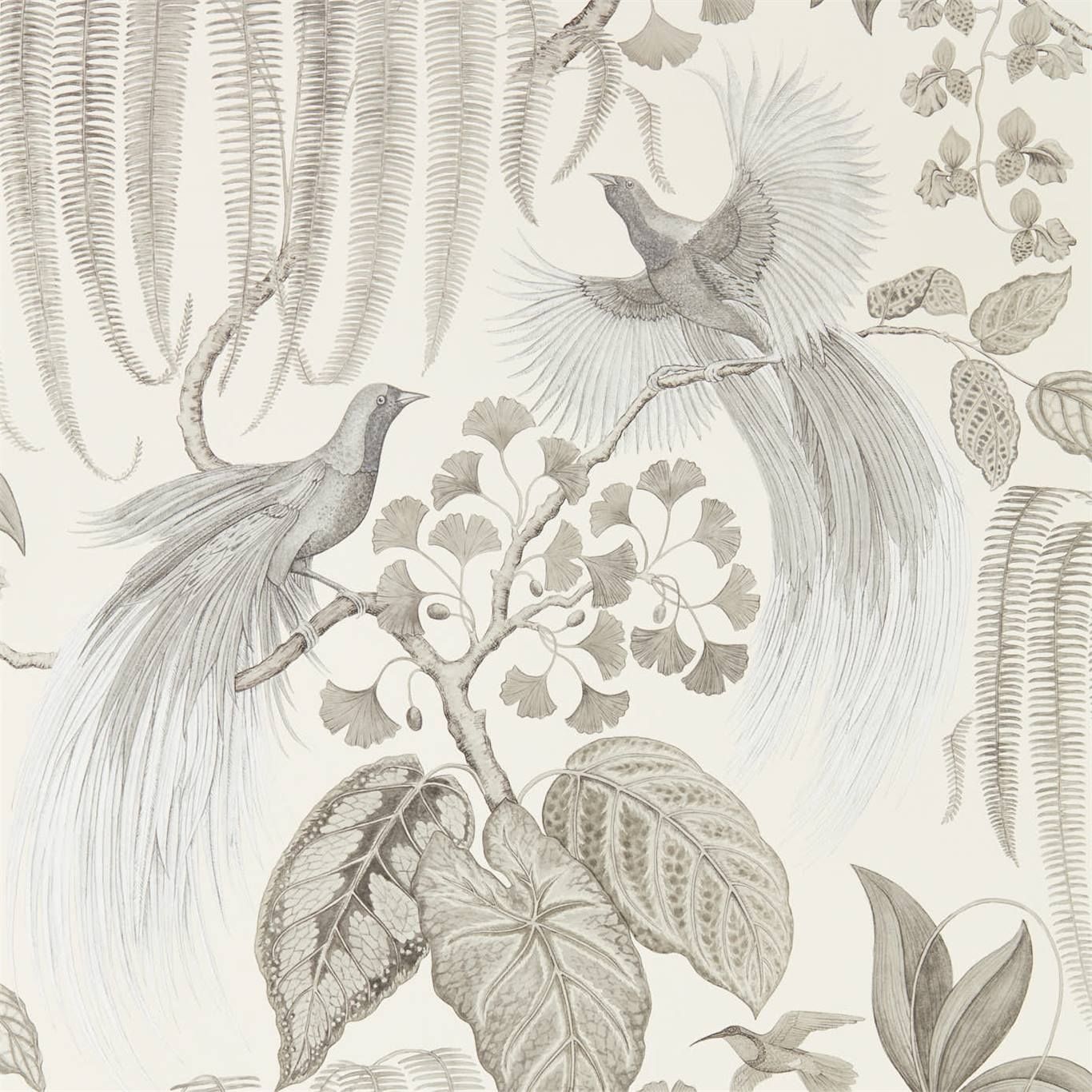 Grey - Bird of Paradise