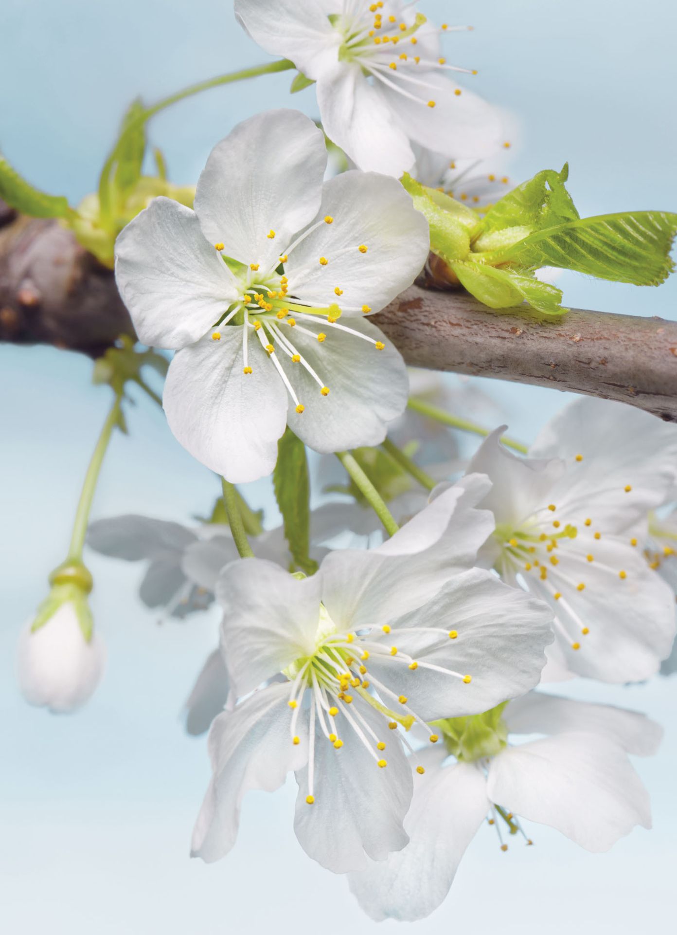 Blossom Mural