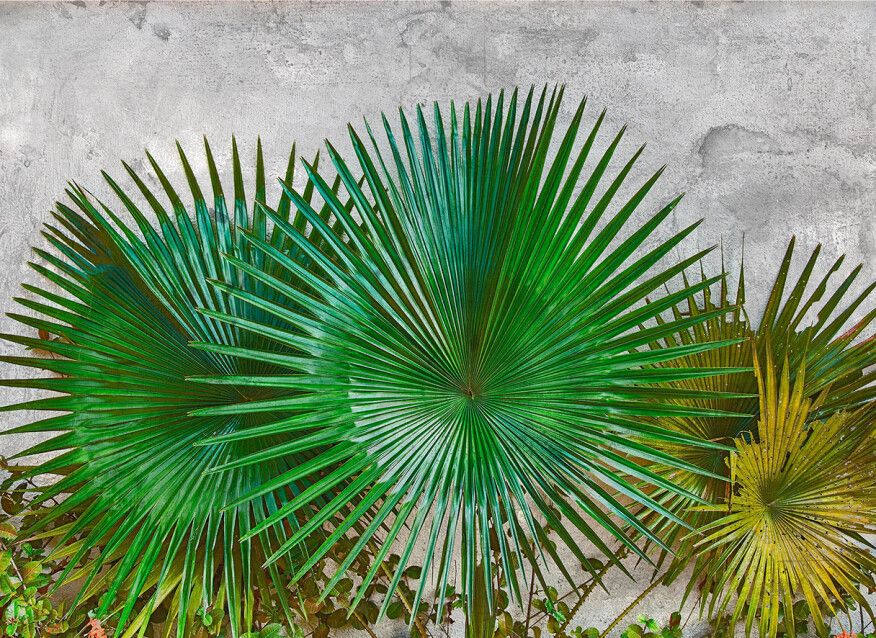 Fan Palm Mural