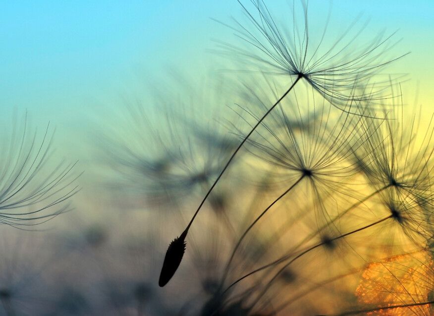Flying Dandelion Mural
