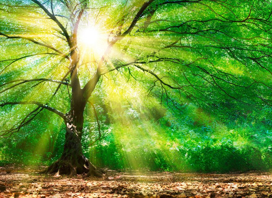 Forest Light Mural