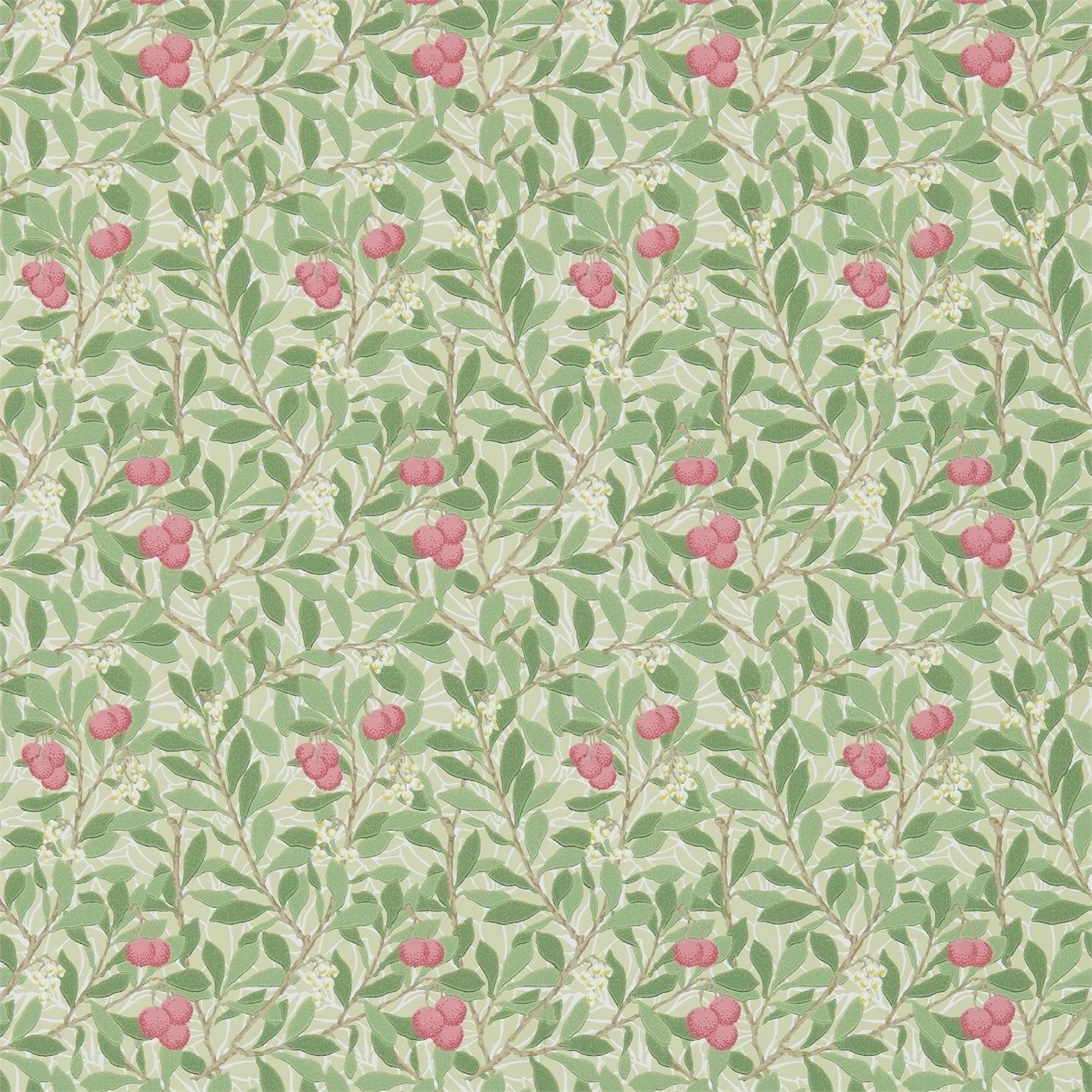 Coral - Arbutus
