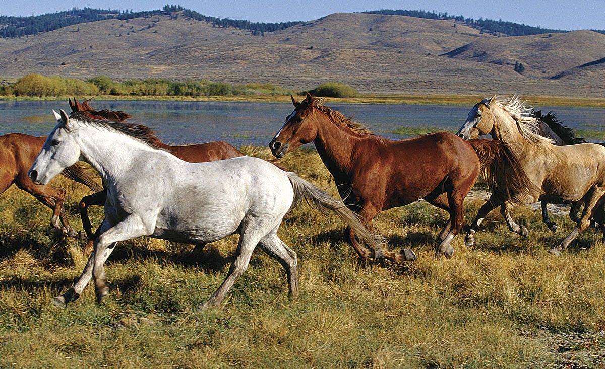 Wild Horses Mural