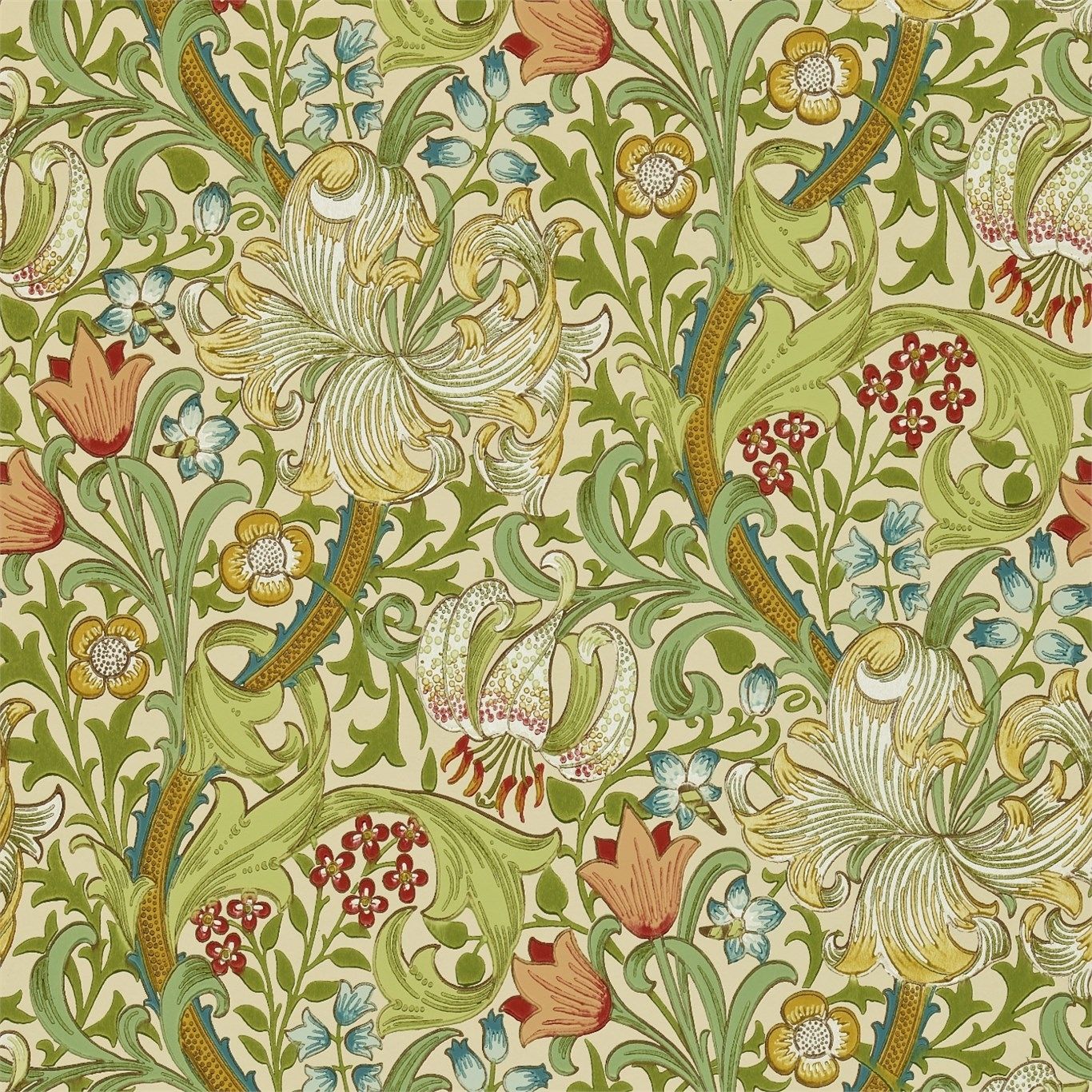 Olive - Golden Lily