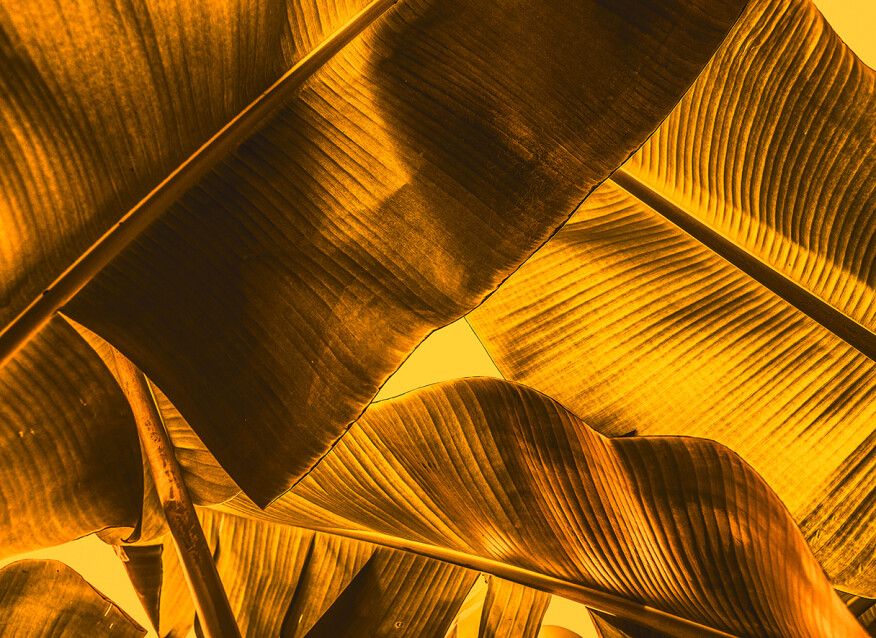 Broken Leaf Mural - Orange