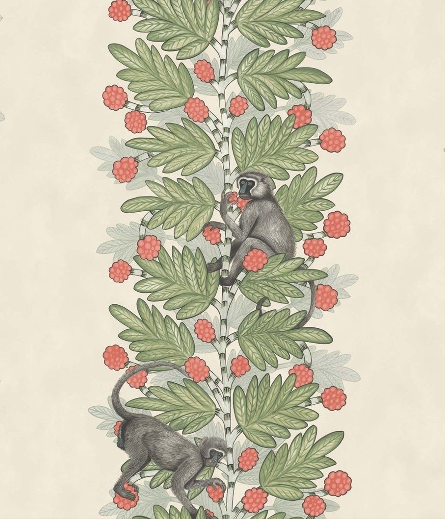 Coral - Acacia