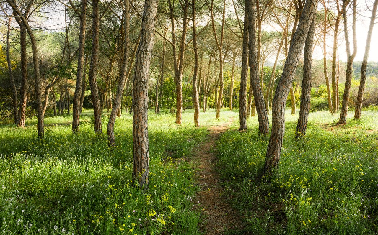 Sardinian Forest Mural