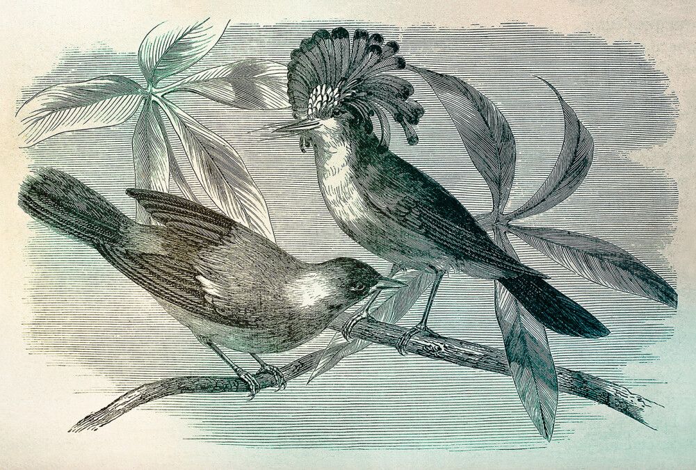 Vintage Birds 1 Mural