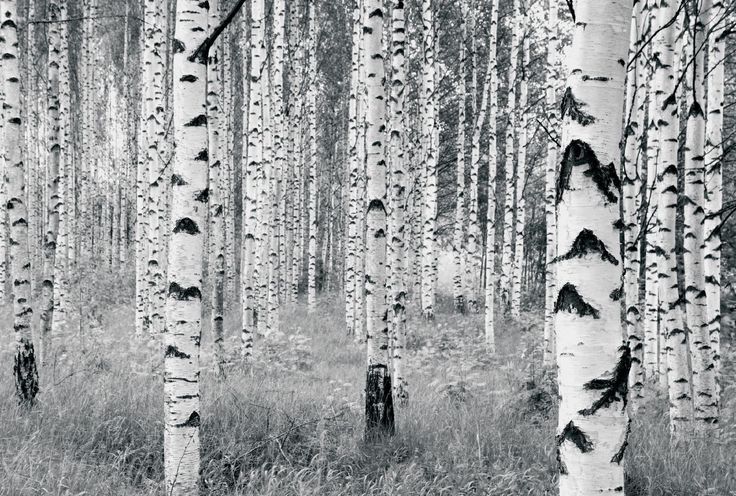 Birch Woods Mural