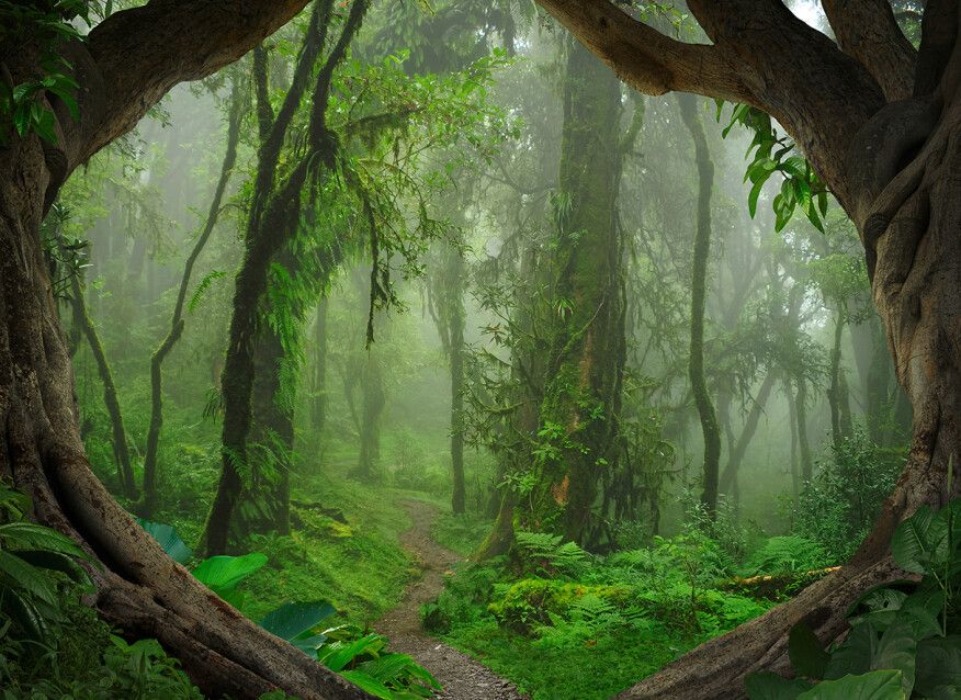 Tropical Forest Mural