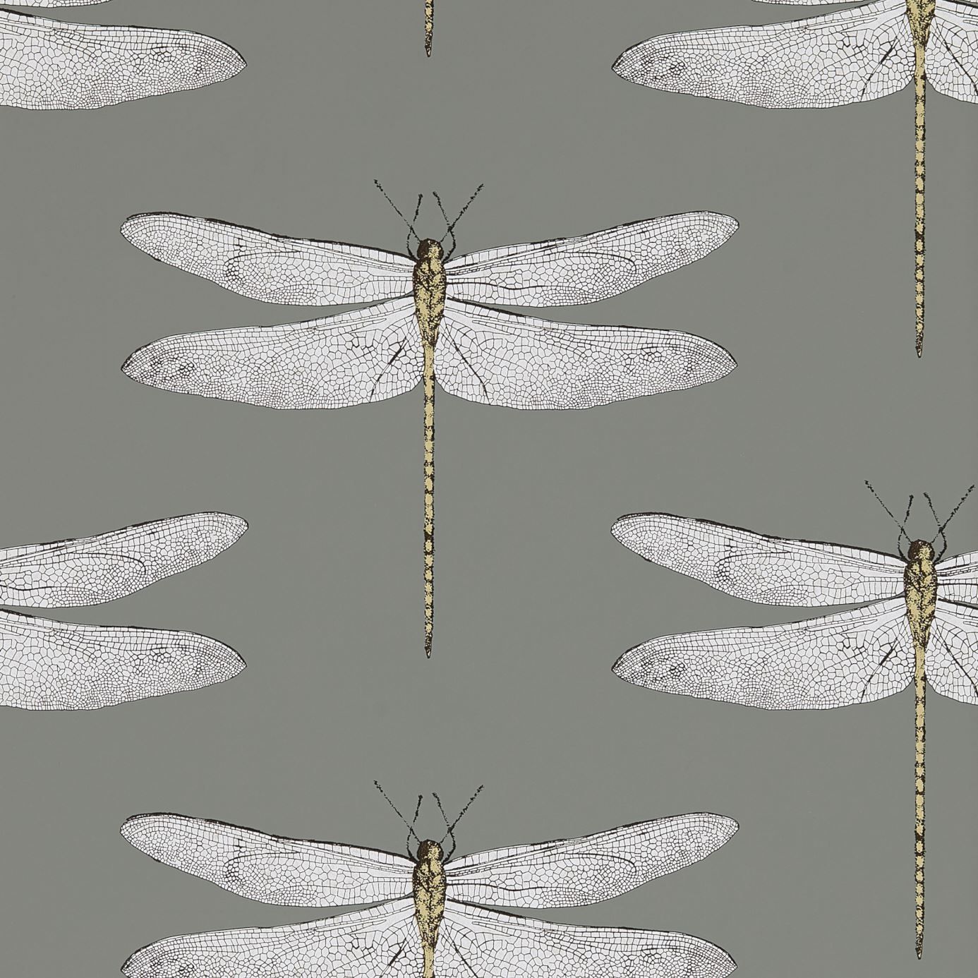 Grey - Demoiselle