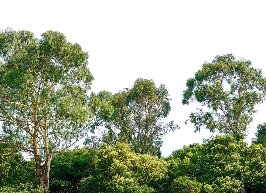 Treetop Mural