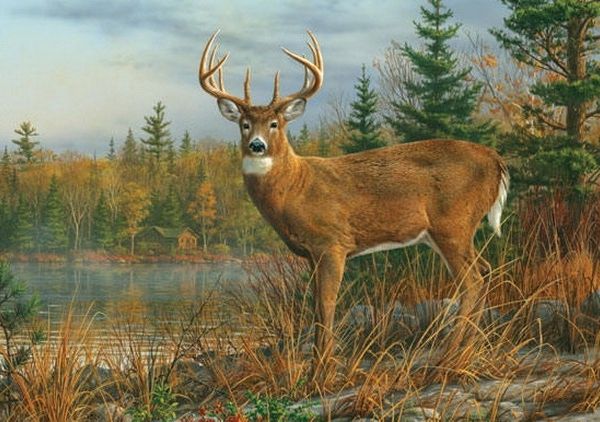 Fall Morning Buck Mural