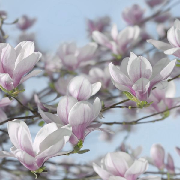 Magnolia Mural