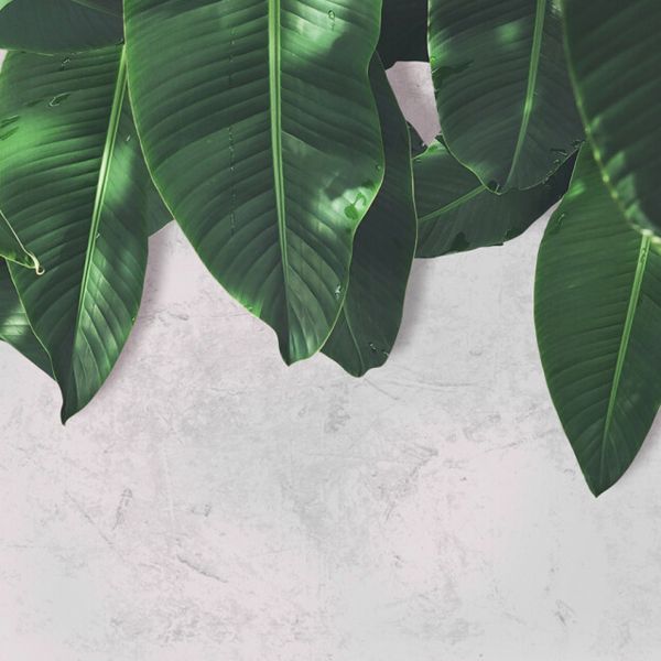 Leaf Wall Mural - Grey