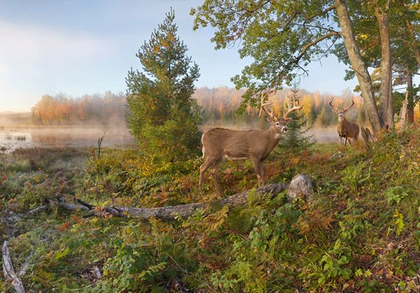 Whitetails on the Move