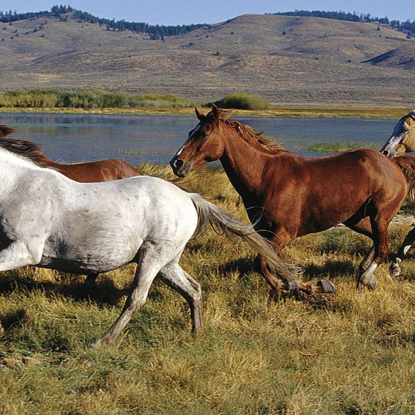 Wild Horses Mural