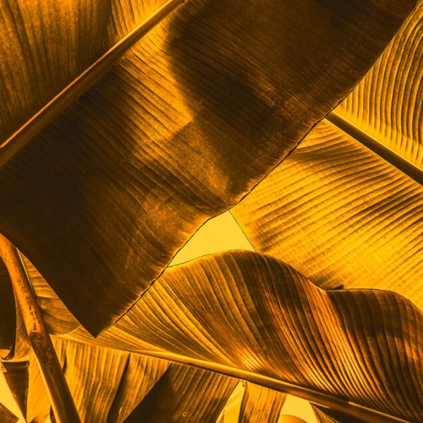 Broken Leaf Mural - Orange